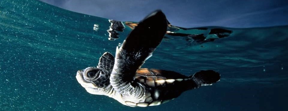 Greece’s Sea Turtles